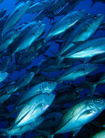 North Sulawesi-2018-DSC04326_rc- Bigeye trevally - Carangue vorace - Caranx sexfasciatus